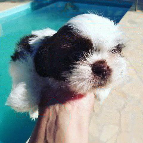 Procurando pet? aproveite a oportunidade