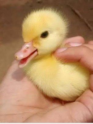 Pato filhote whats *