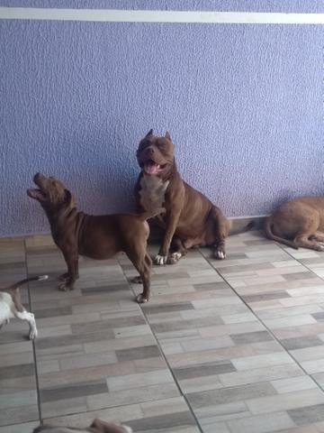 Pit Monster 3 meses - Foto 3