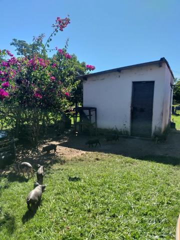 Vendo chácara na agrovila das palmeiras porteira fechada - Foto 6