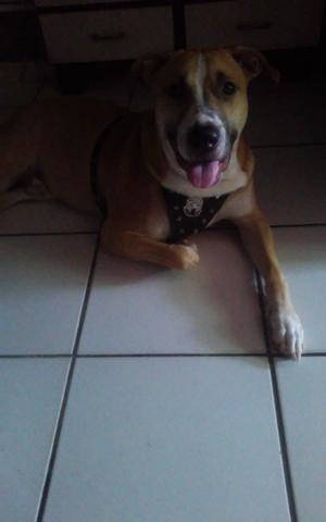 Pitbull disponível pra cobertura