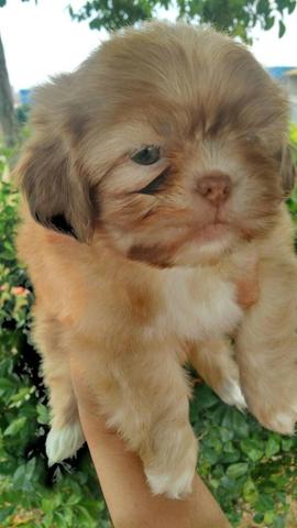 Promoçao de Lhasa Apso so hoje com entrega imediata