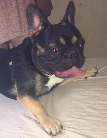 Bulldog Frances - Foto 2