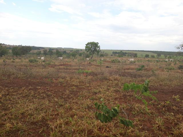 Fazenda 485 há Dupla Aptidão - Foto 3