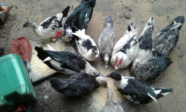 Vende-se Patos e Patas