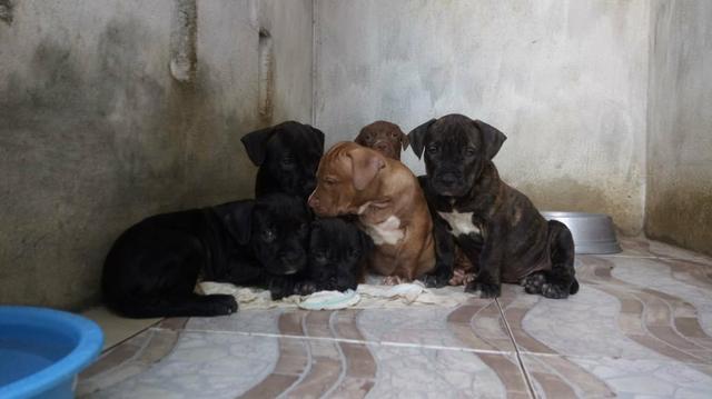 Filhotes de Pit Monster c/ Pedigree IBC - Foto 5