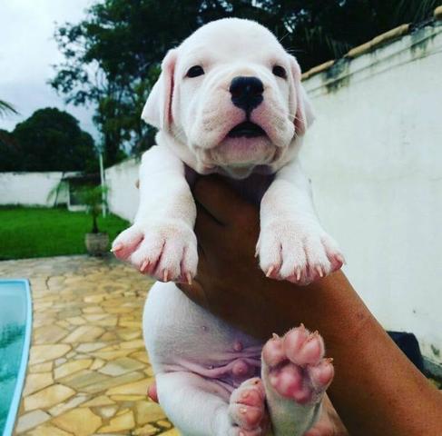 Dogo Argentino - ÓTIMA LINHAGEM - Foto 3
