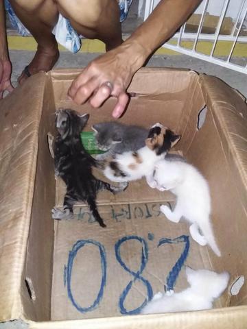 Doações de gatos