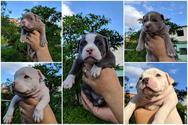 American Bully Pocket ( Aceito Cartão ) - Foto 3