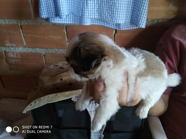 Shitzus a venda - Foto 4