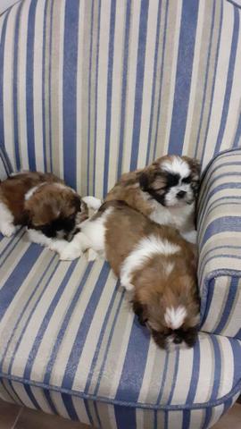 Incríveis babys shihtzus!!