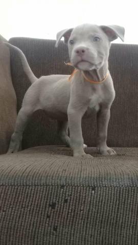 Lindos filhotes de Pitbull lilac - Foto 2