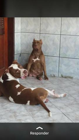 Pitbull disponível pra cobertura - Foto 2