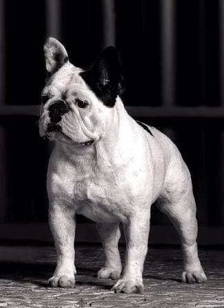 Reserve o presente de natal* Bulldog francês - Foto 6