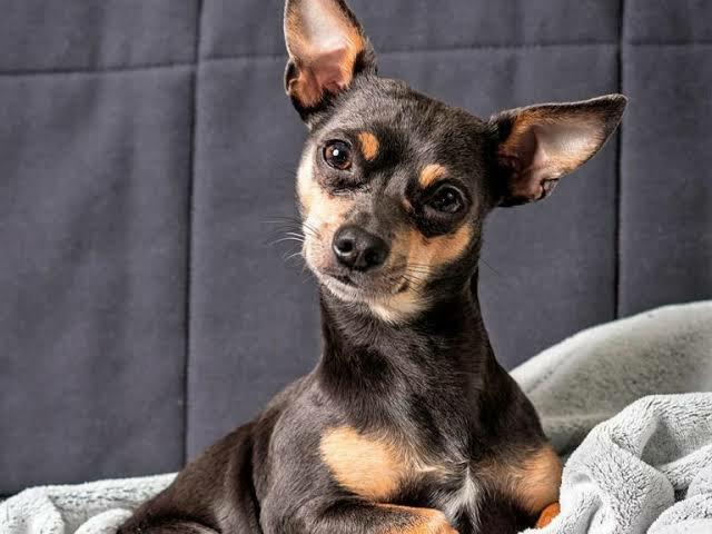 Pinscher fêmea