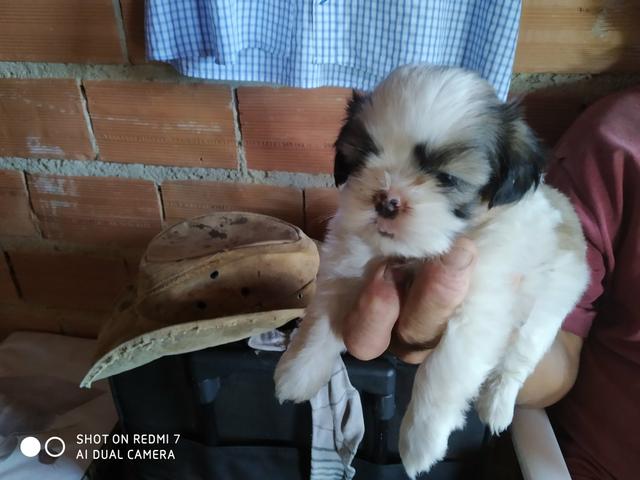 Shitzus a venda