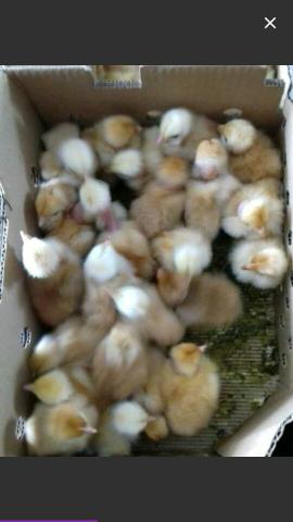 Pintinhos melhorados - Foto 2