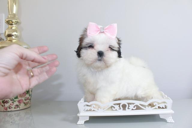 Lindos filhotes minis é micros com pedigree - Foto 4