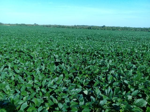 Excelente fazenda - Foto 2