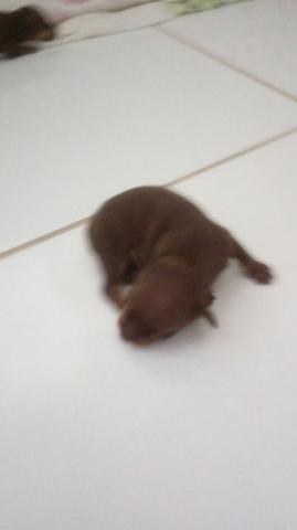 Animal de estimação - Foto 2