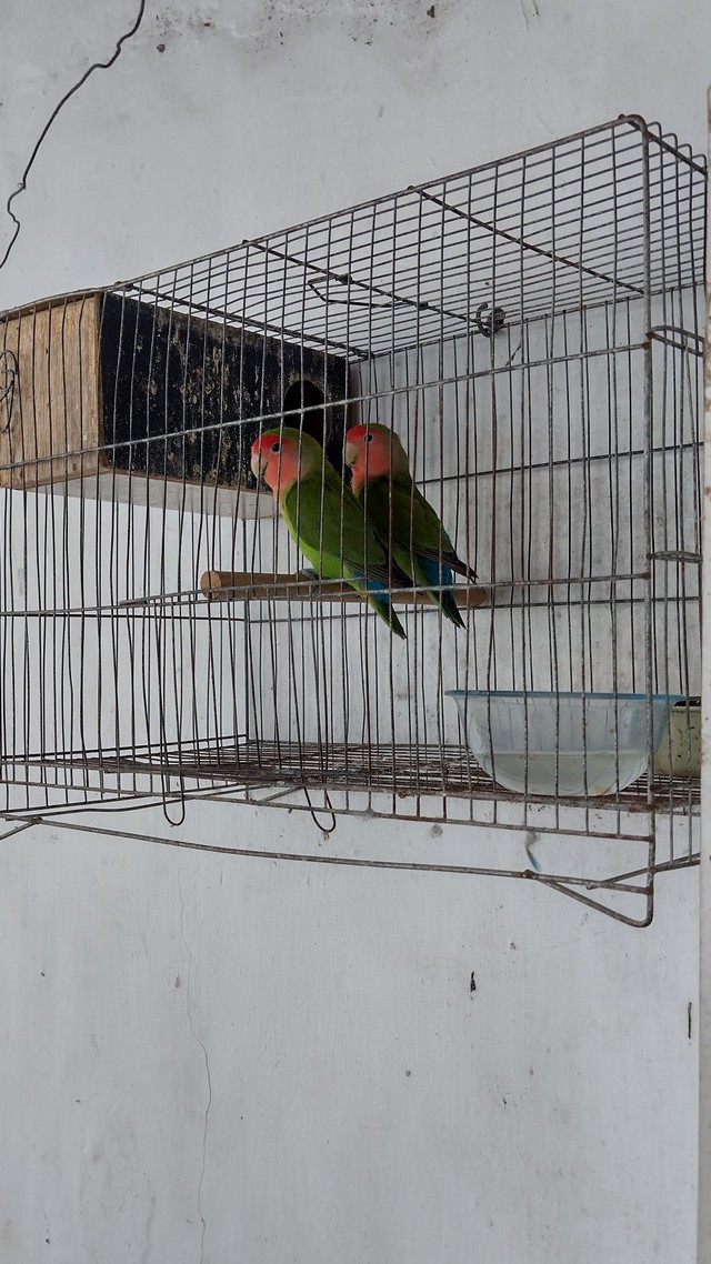 Casal Reprodutor jovem de algapornis rosecolis 