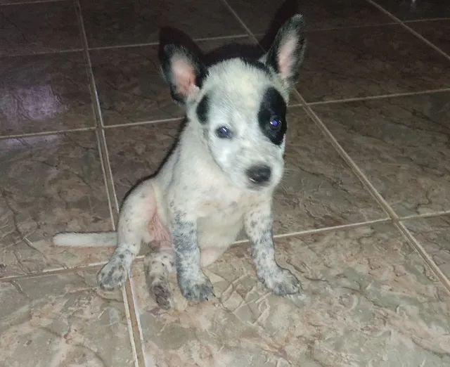 Filhote de burriler com Pitbull 