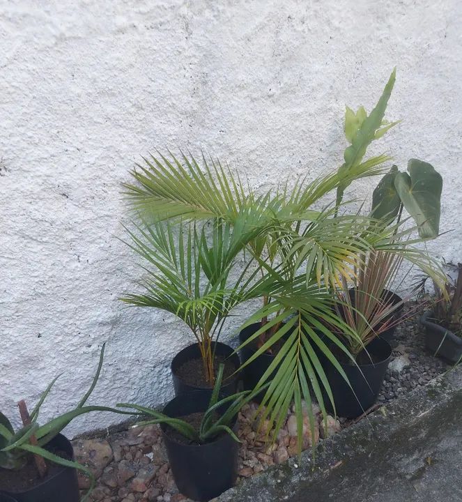 Mudas de plantas no vaso, mudas de orquídea pingo de ouro - leia a descrição  - Foto 3