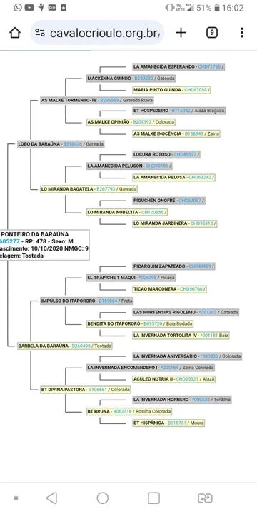 Cavalo Crioulo Jovem com Treinamento de Qualidade - Pronto para Qualquer Desafio - Foto 5