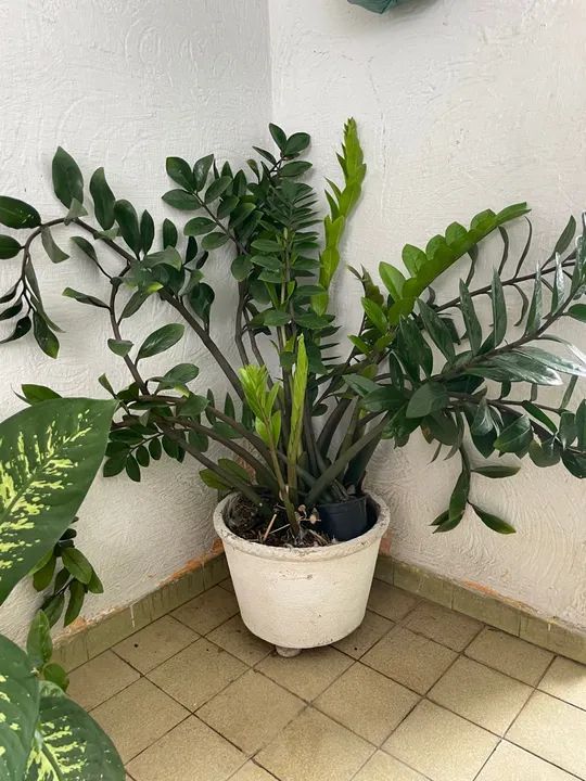 Zamiocuca