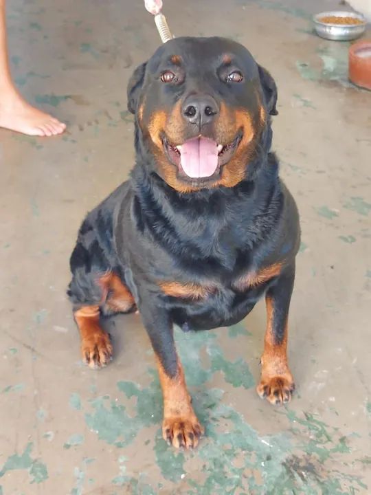 Rottweiler 