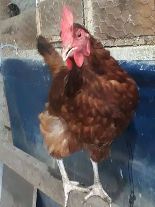 Galinha - Foto 5