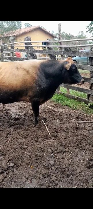 Touro Jersey top - Foto 2