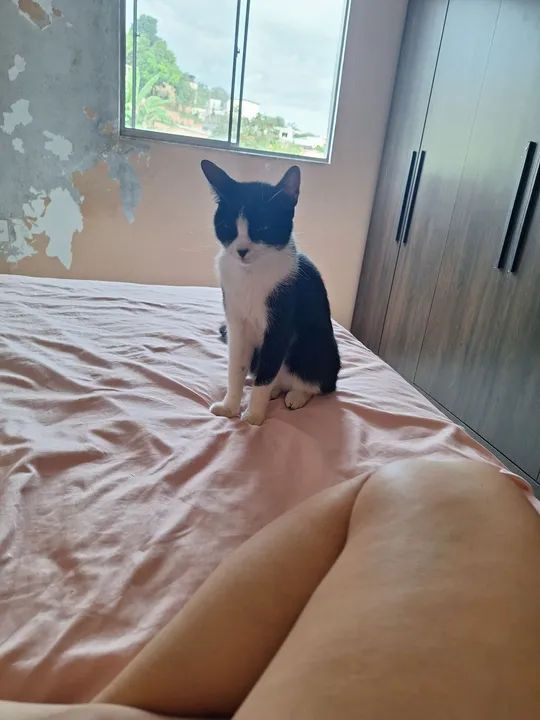 Gato fêmea castrada para adoção - Foto 2