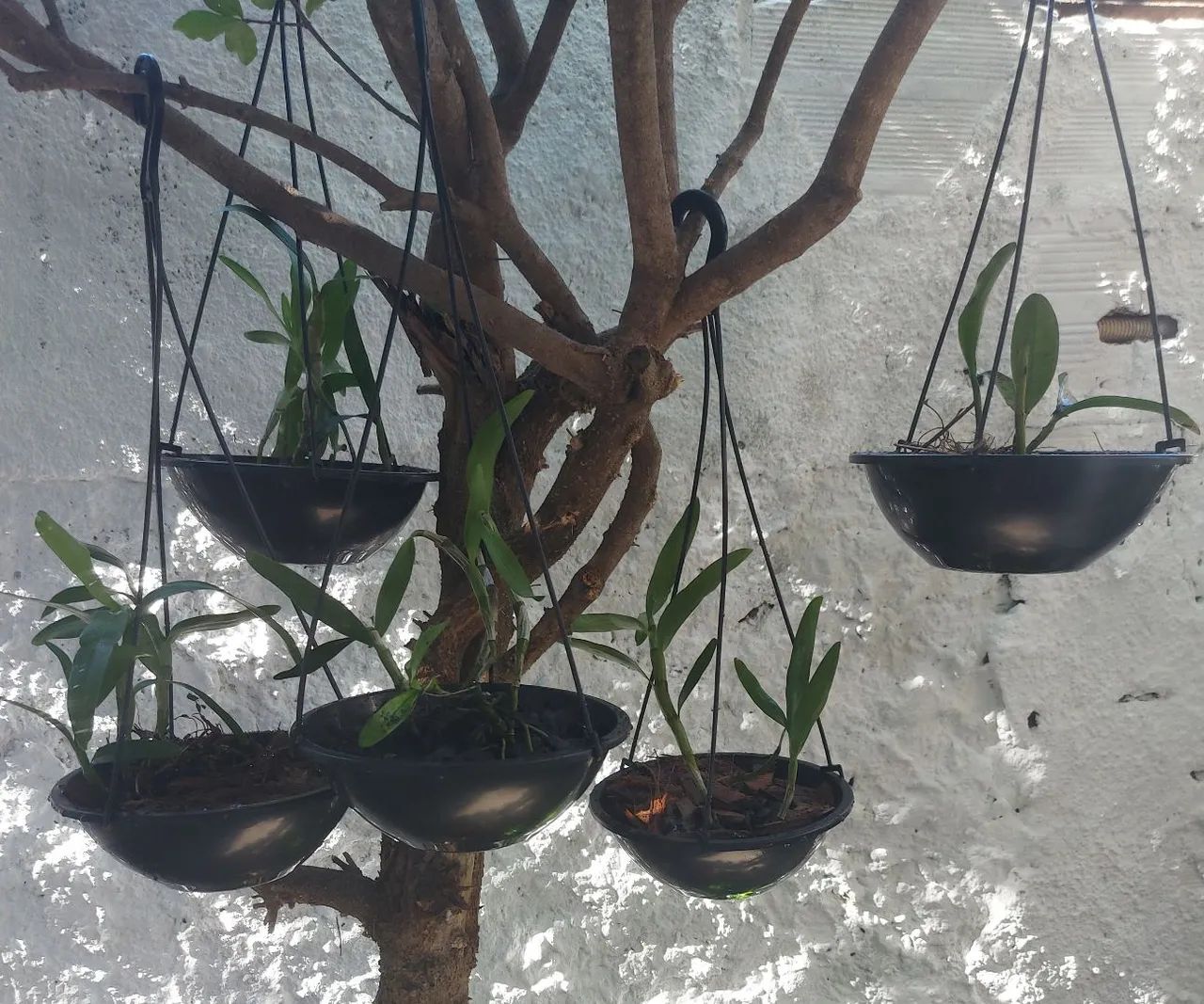 Mudas de plantas no vaso, mudas de orquídea pingo de ouro - leia a descrição  - Foto 6