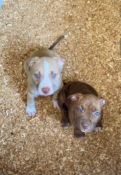 Pitbull disponíveis red e BLUE nose lindos filhotes  - Foto 2
