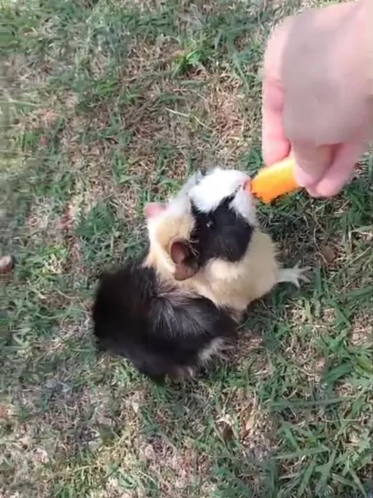Dois porquinhos da índia fofinhos para adoção - Foto 2