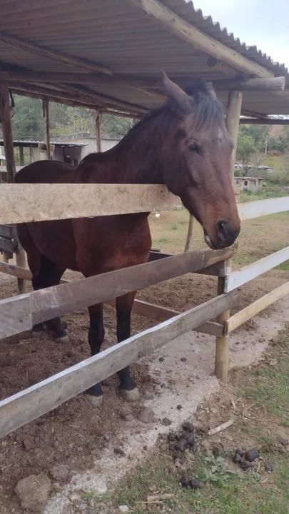 Égua Mangalarga - Foto 4