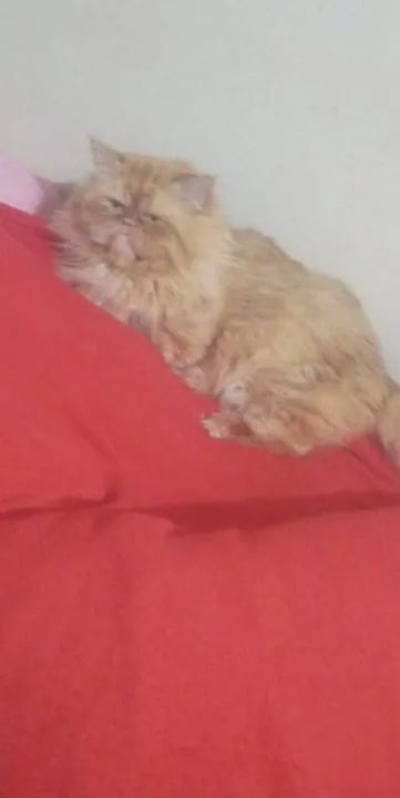 Filhotes persas vacinados - Foto 3