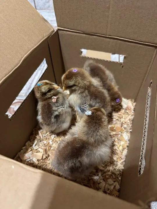 PINTINHOS BRAHMA - Foto 2