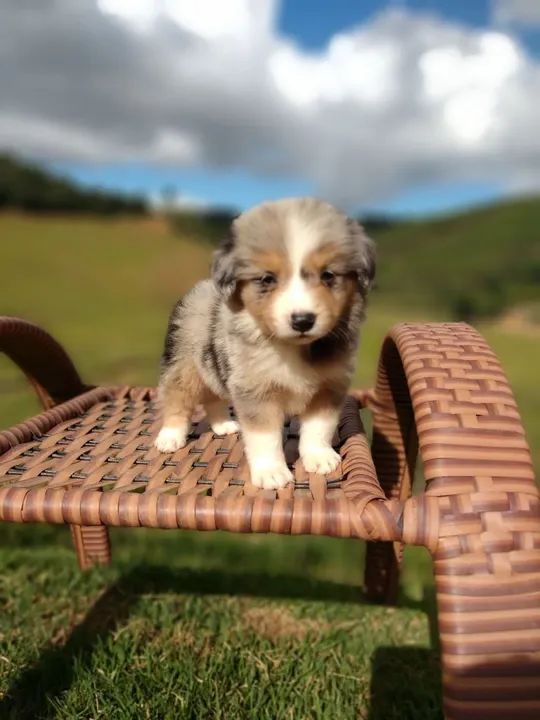 Lindos filhotes de border collie  - Foto 5