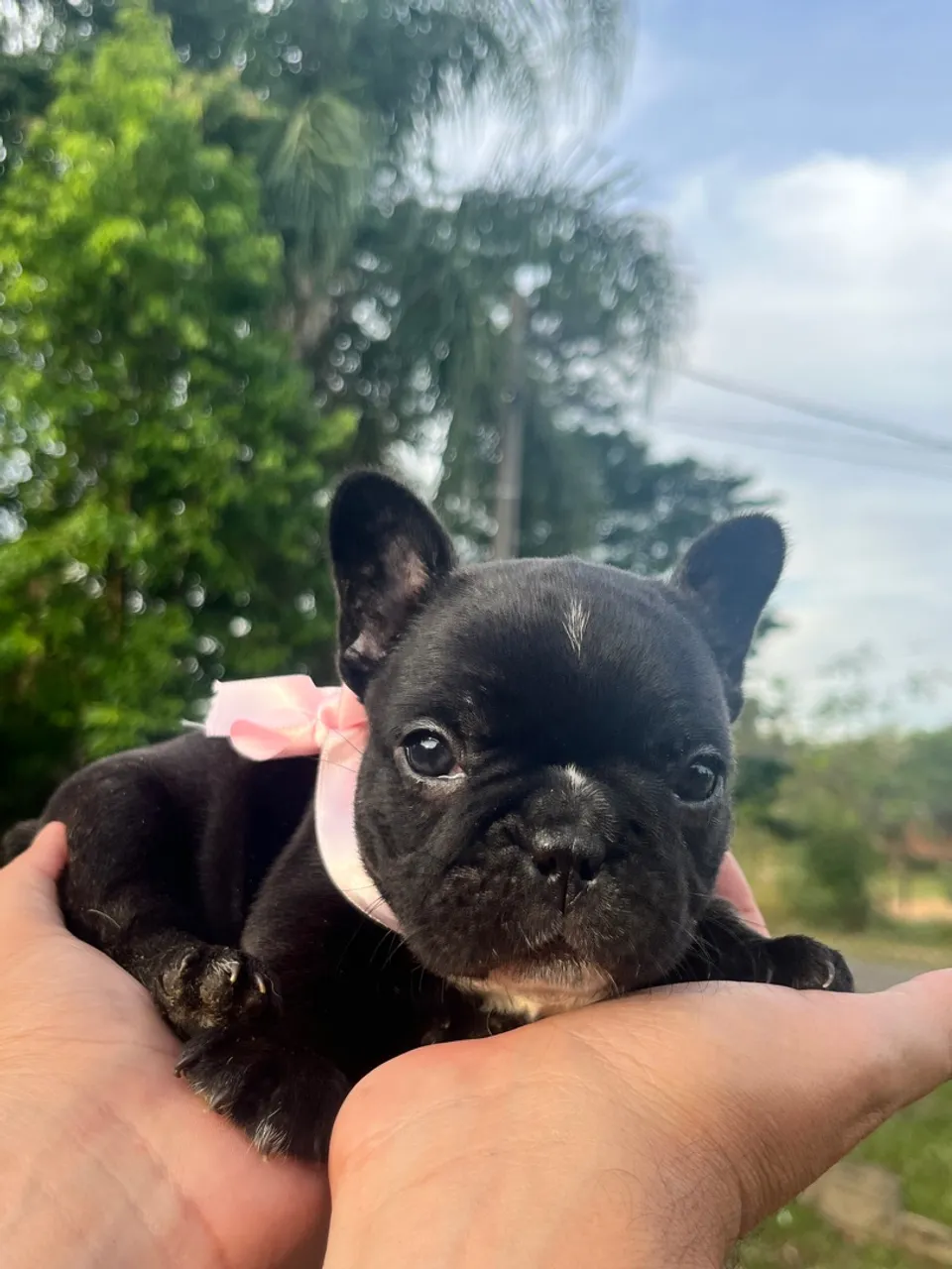 Buldogue francês filhote