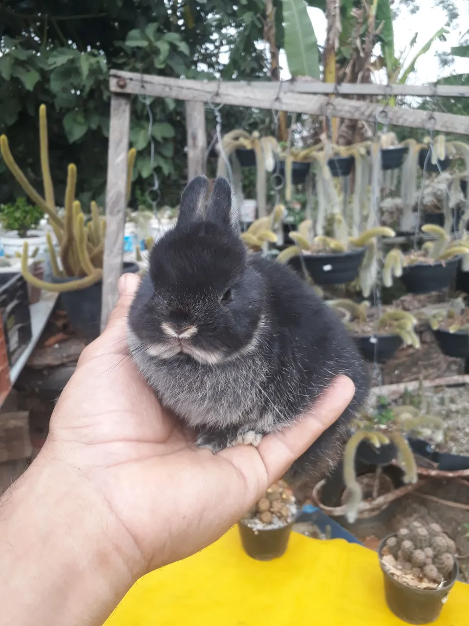 Coelho anão importado raça netherland dwarf Black otther