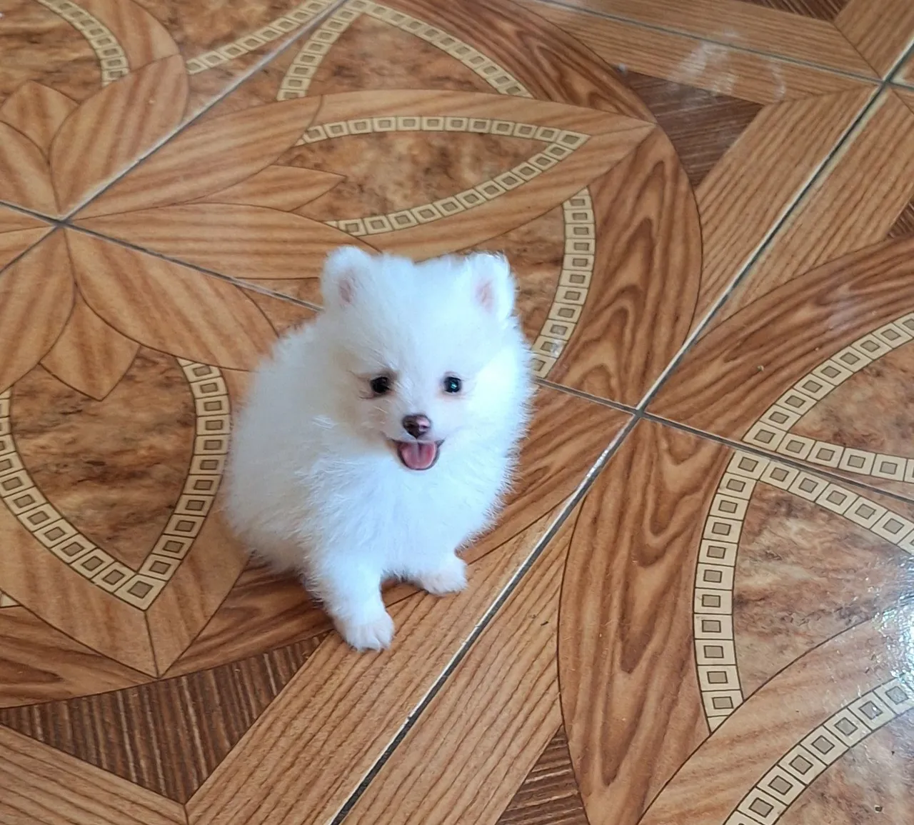 Filhotinho Spitz Alemão Branco - Uma fofura!