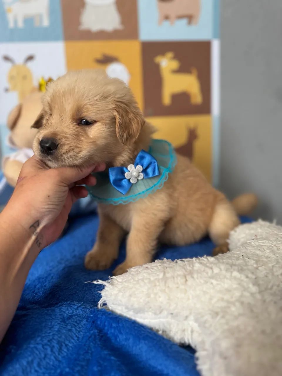 Golden Retriever macho e fêmea Canil legalizado  - Foto 4