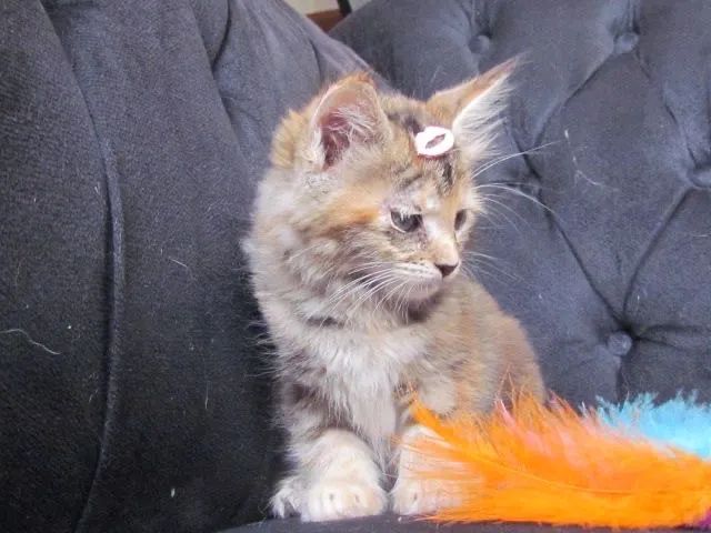 Filhote de Maine Coon disponível - Qualidade, saúde e beleza garantidas!