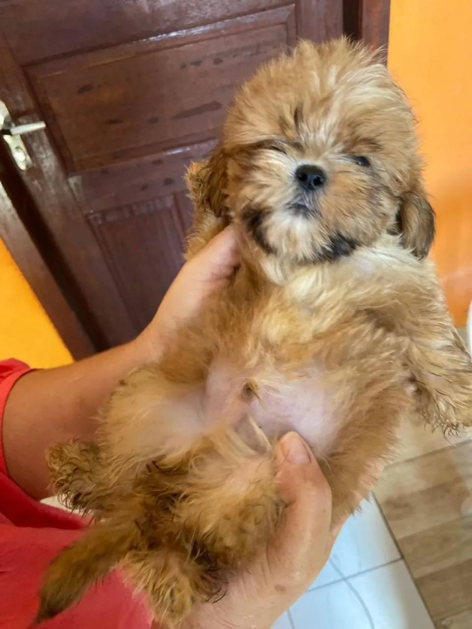 Filhote Shih Tzu Macho - Peludo e Charmoso!