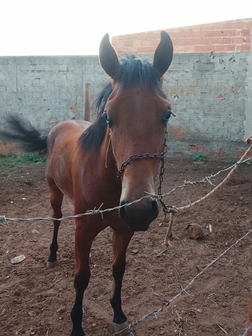 Vendo potro quaarto de milha - Foto 4