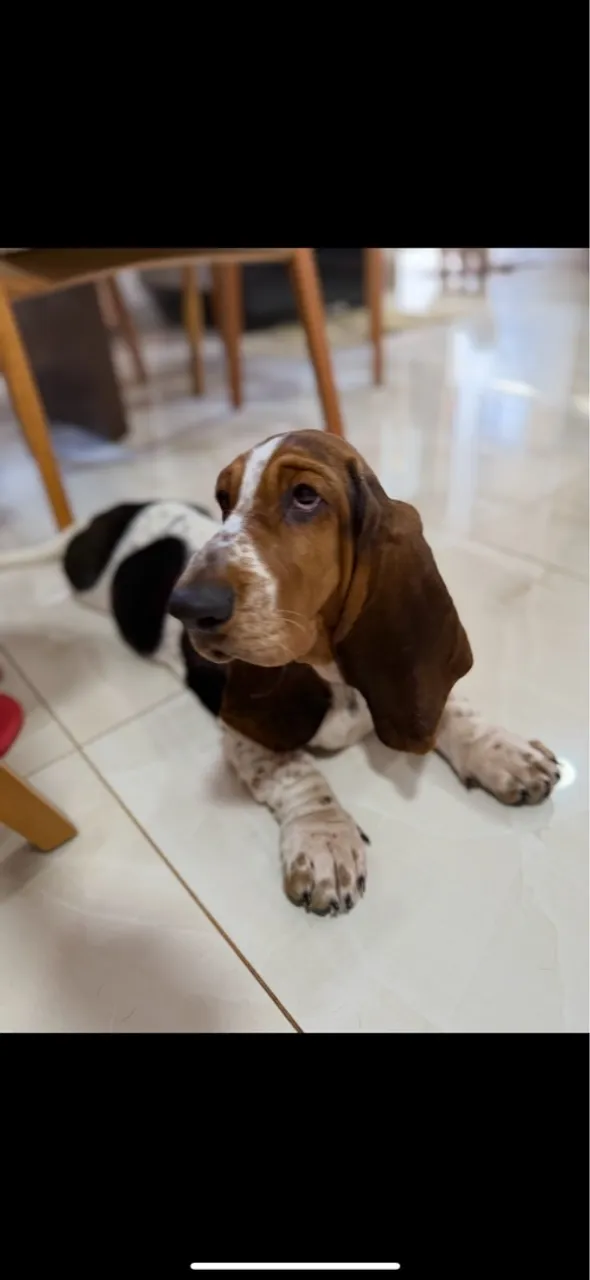 Filhote Basset Hound