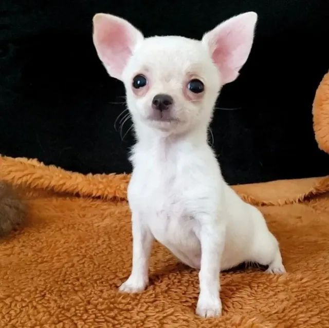 Vende-se Chihuahua - 
