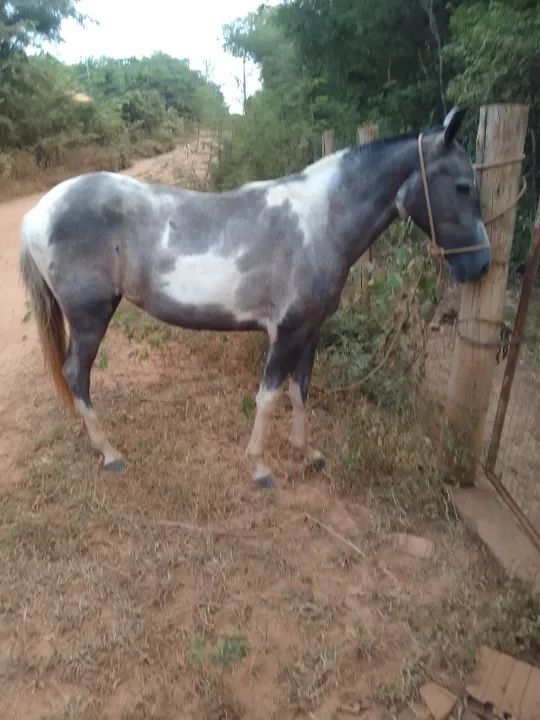cavalo a venda 